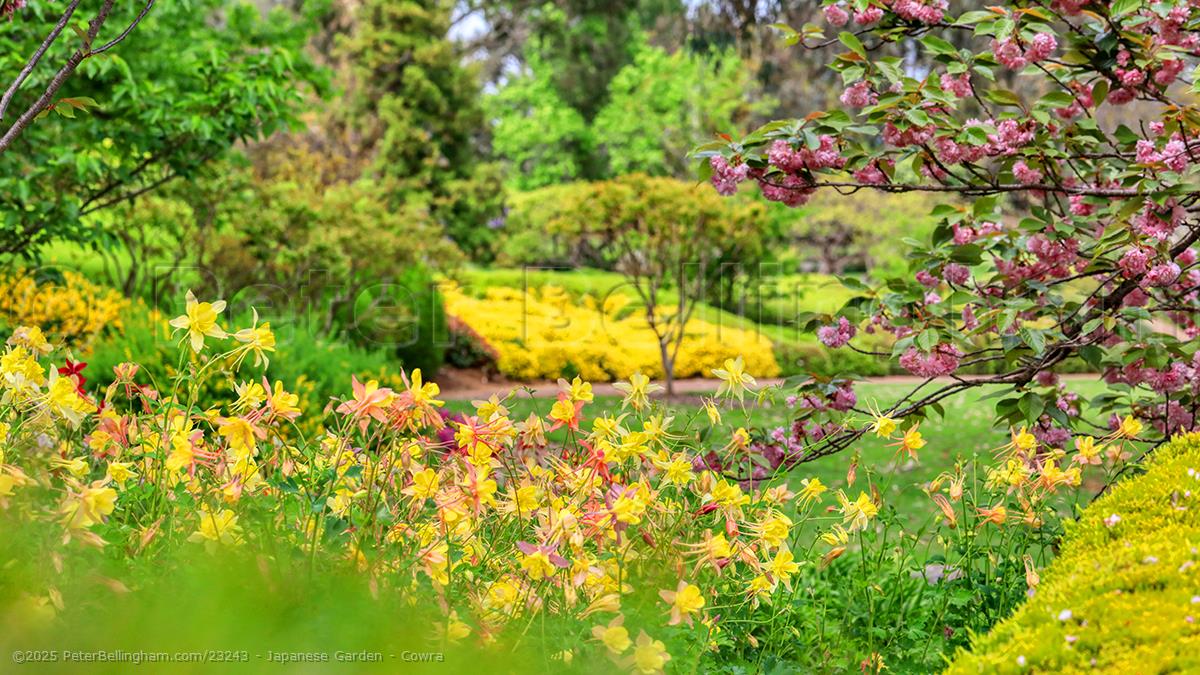 Peter Bellingham Photography Japanese Garden - Cowra
